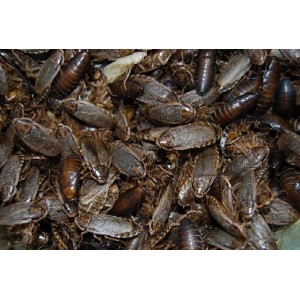 Wood Cockroach Handy Pack