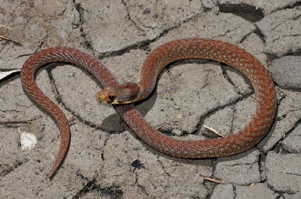 Livefoods Unlimited - Eastern Hooded Scaly-Foot (Caresheet)